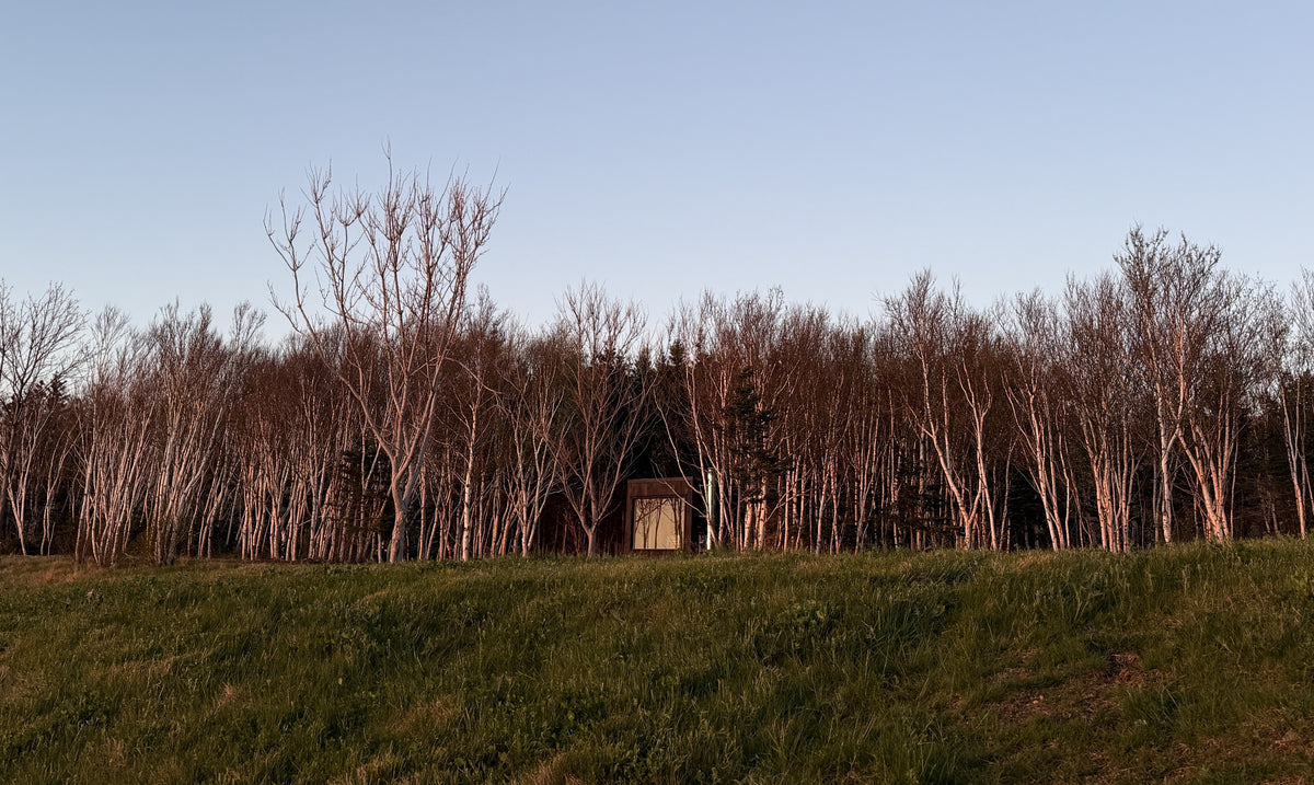 A black Sip sauna tucked into a stand of birch trees at the edge of a meadow at sunset